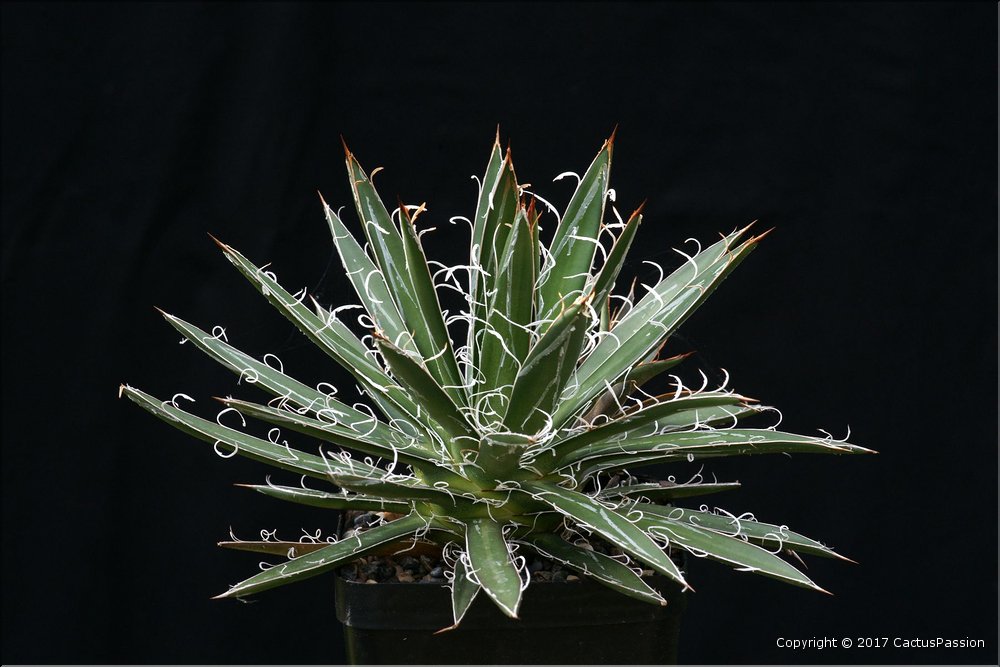 Agave Obscura