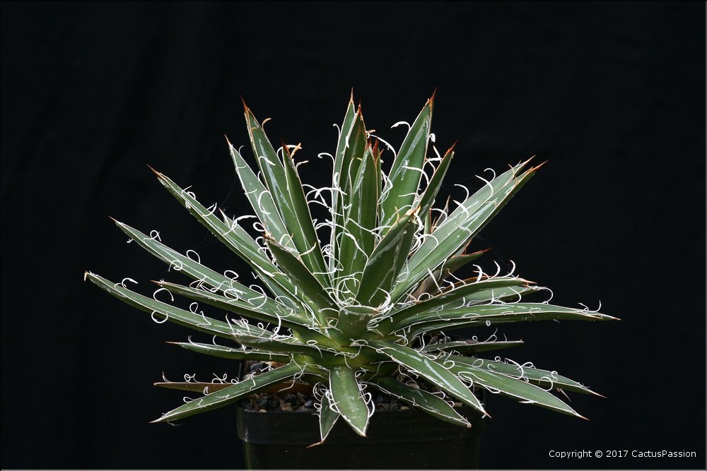 Agave filifera microceps