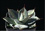 Agave parryi v. huachucensis mediopicta