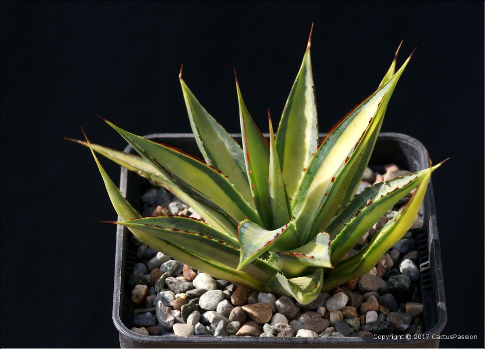 Agave 'Blue Glow' mediopicta aurea