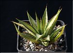 Agave 'Blue Glow' mediopicta aurea