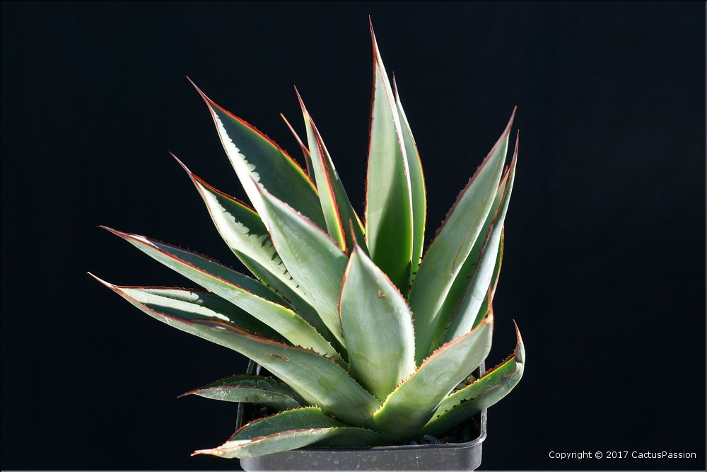 Agave 'Blue Glow'