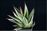 Agave 'Blue Glow'