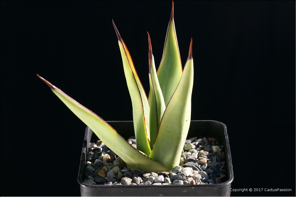 Agave 'Burnt Burgundy'