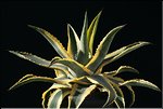Agave 'Cornelius'