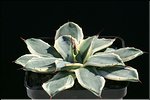 Agave 'Cream Spike'