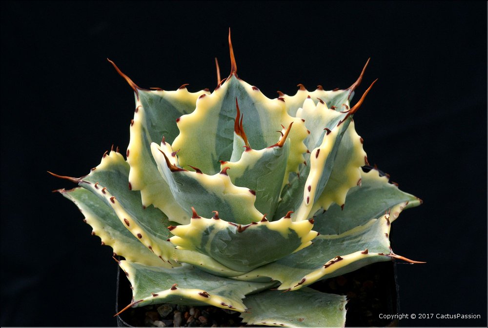 Agave 'Ikari Raijin Nishiki'