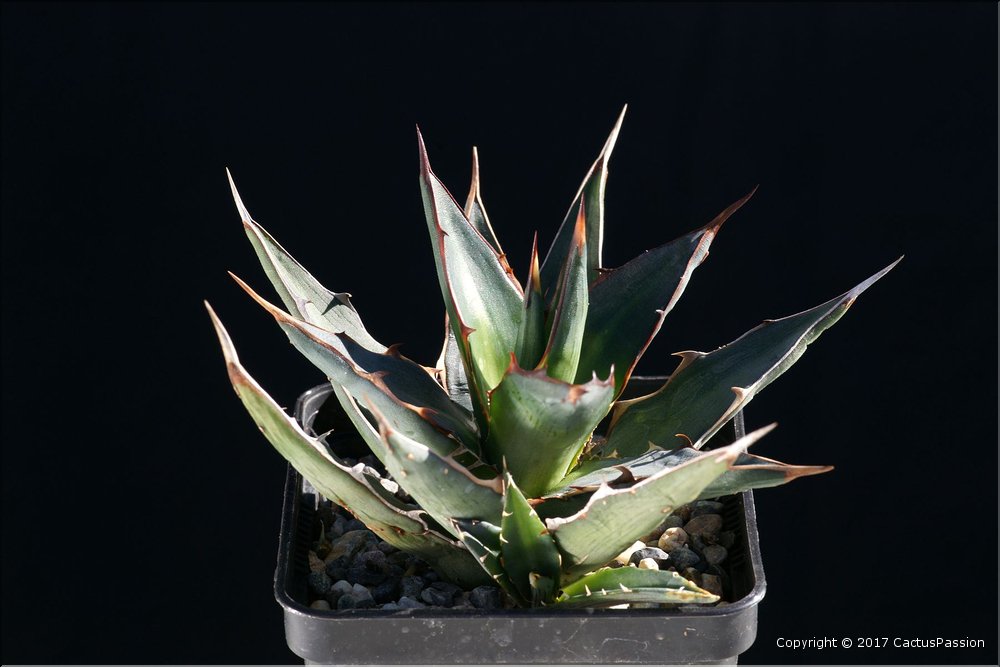 Agave 'Kellys Monster'