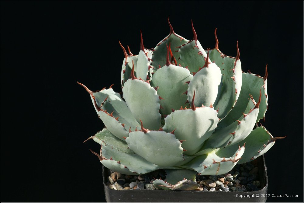 Agave 'Kichijokan'