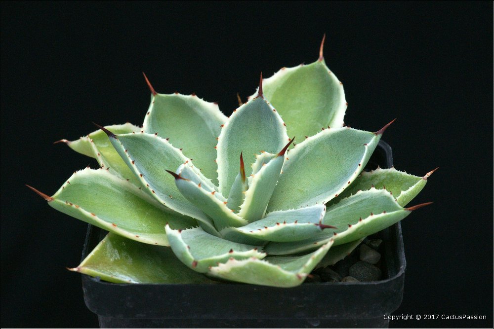 Agave 'Kissho Kann'
