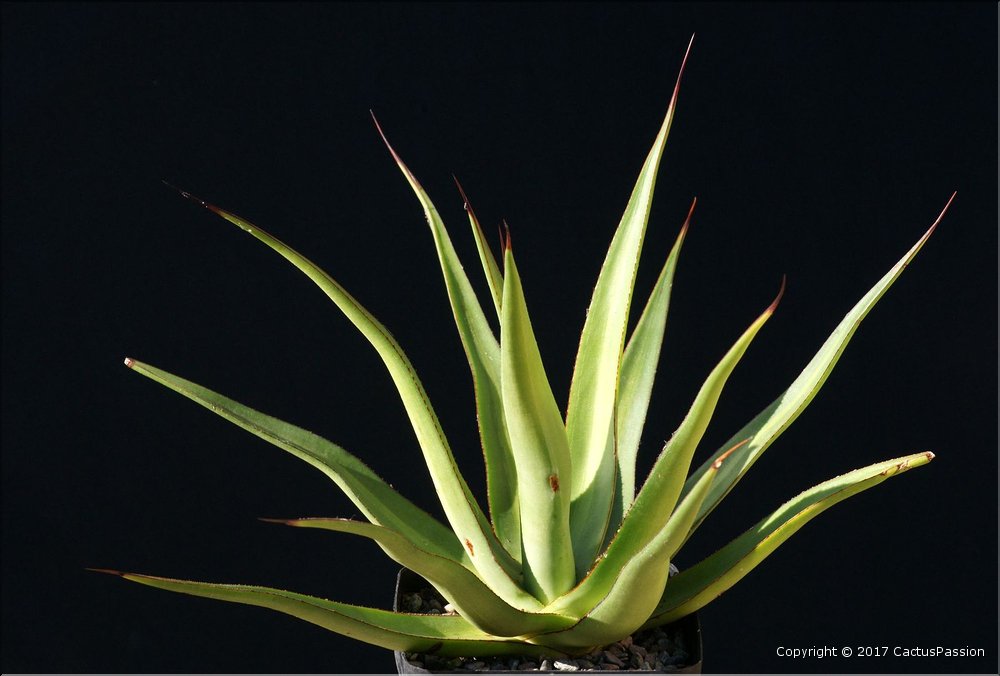 Agave 'Mateo'