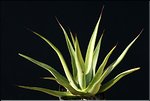 Agave 'Mateo'