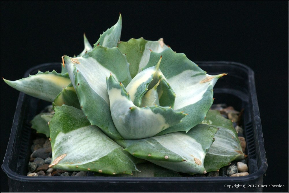 Agave 'Ohi Raijin Shiro Nakafu'