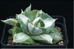 Agave 'Ohi Raijin Shiro Nakafu'