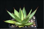 Agave 'Romanii'