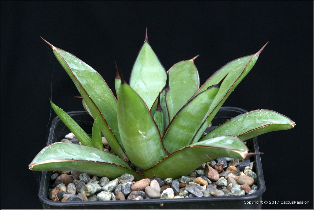 Agave 'Royal Spine'