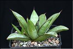 Agave 'Royal Spine'