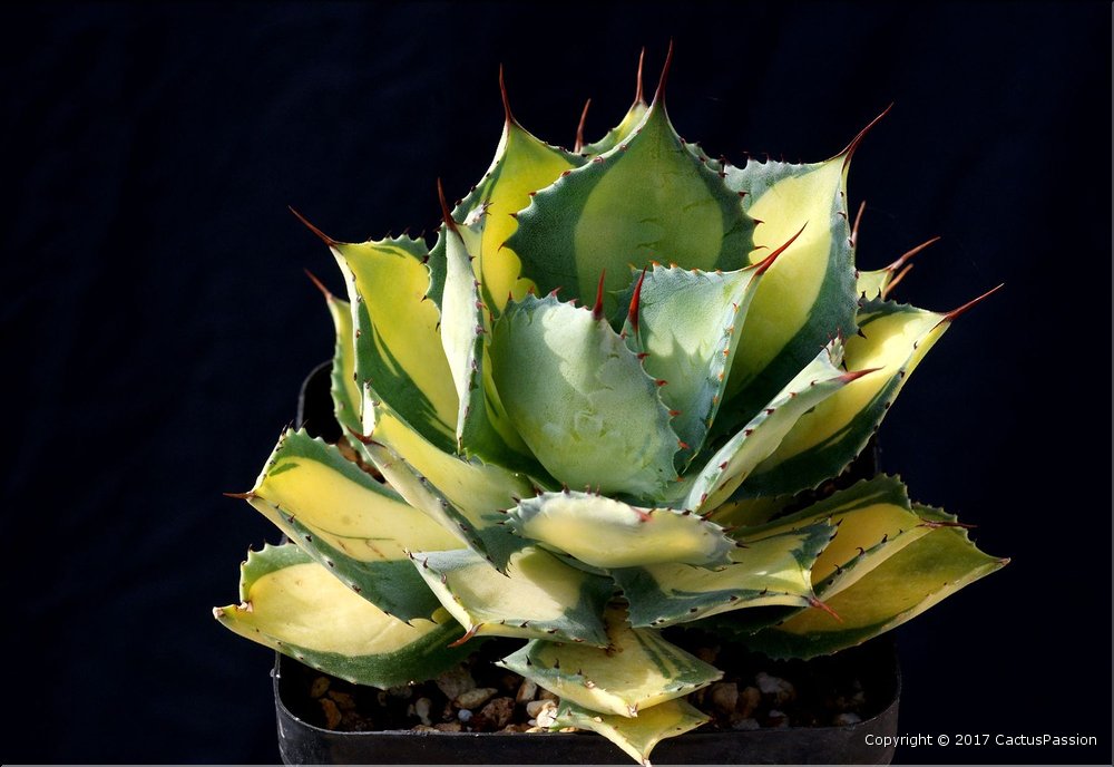 Agave 'Rum Runner'