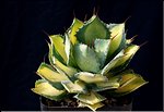 Agave 'Rum Runner'