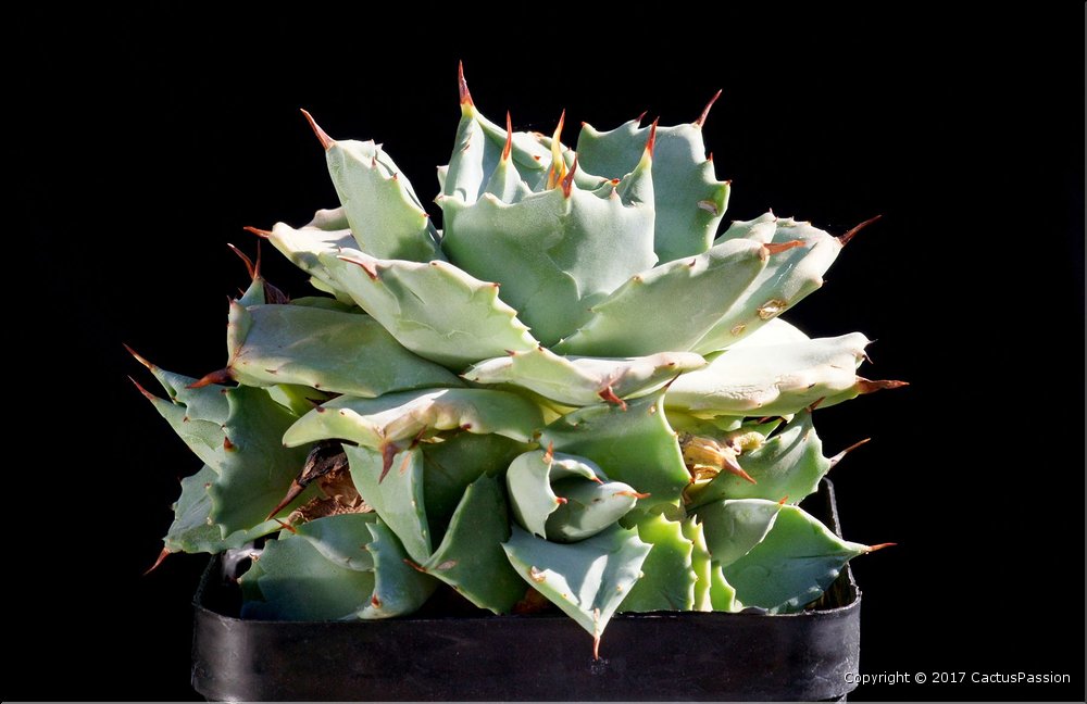 Agave 'Shoji Raijin'