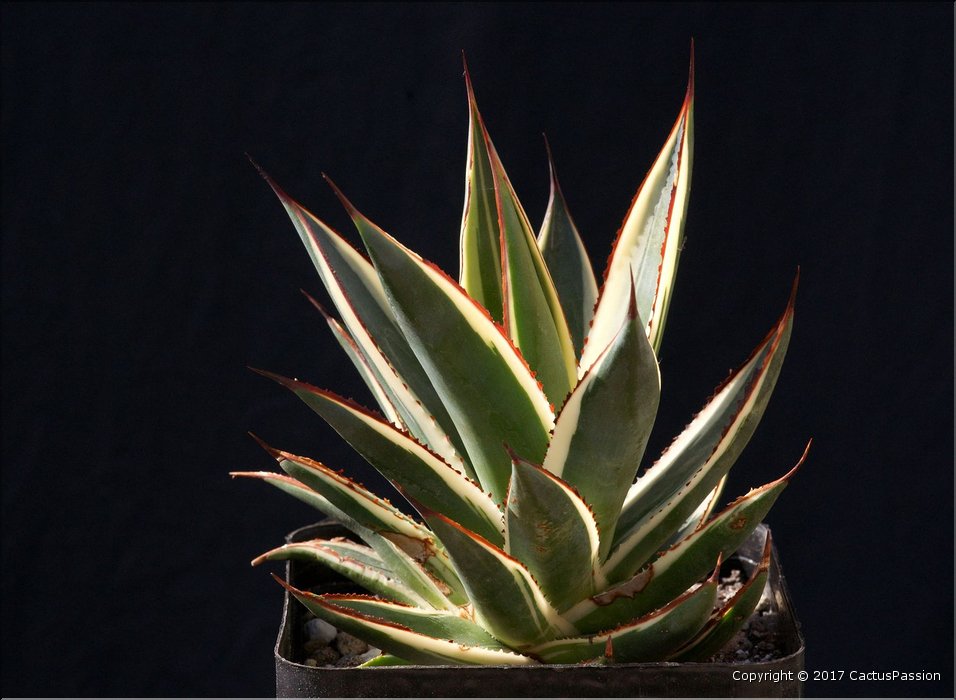 Agave 'Snow Glow'