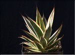 Agave 'Snow Glow'