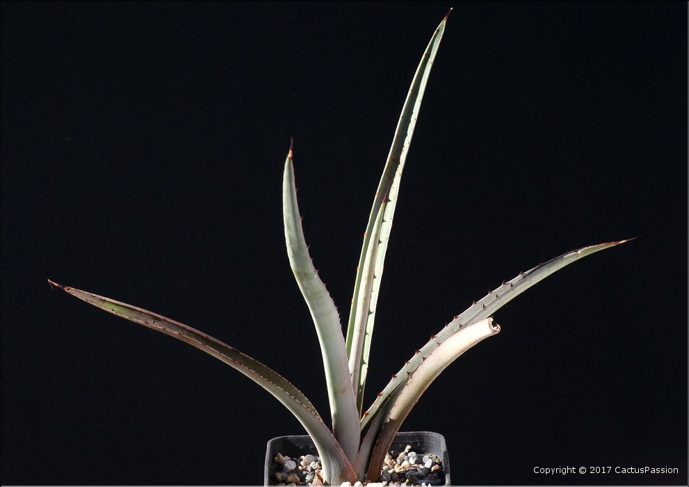 Agave aktites (San Carlos)