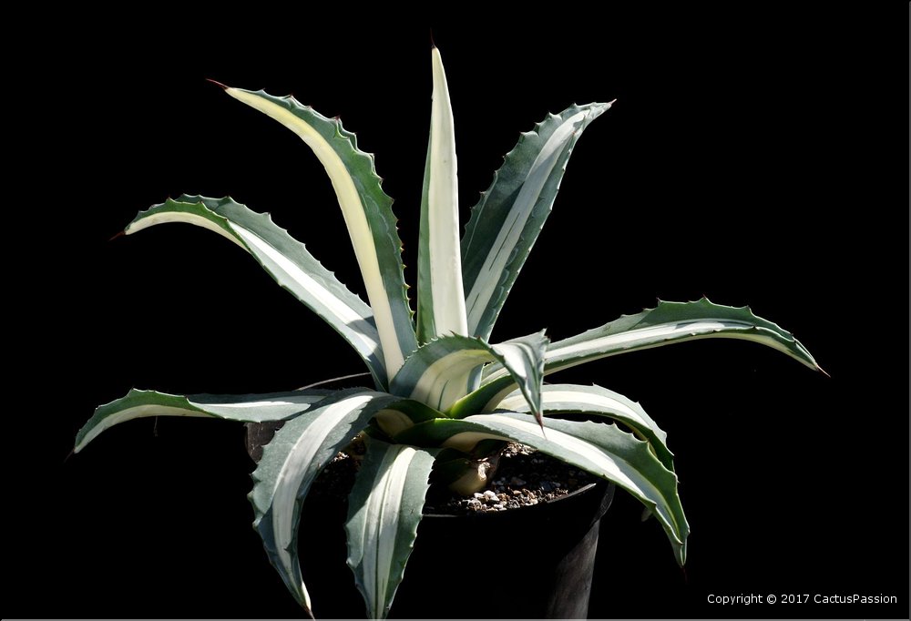 Agave americana mediopicta alba