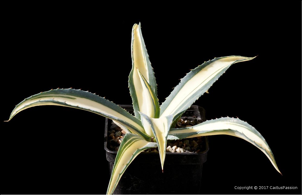Agave americana mediopicta aurea