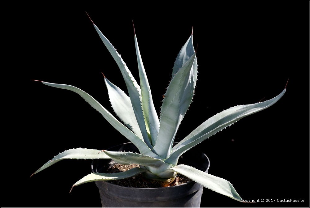Agave americana ssp. protoamericana