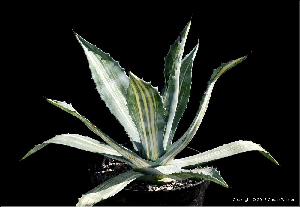 Agave americana striata