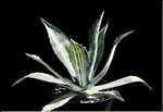 Agave americana striata
