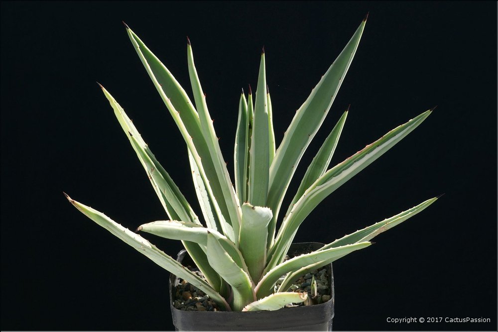 Agave angustifolia marginata