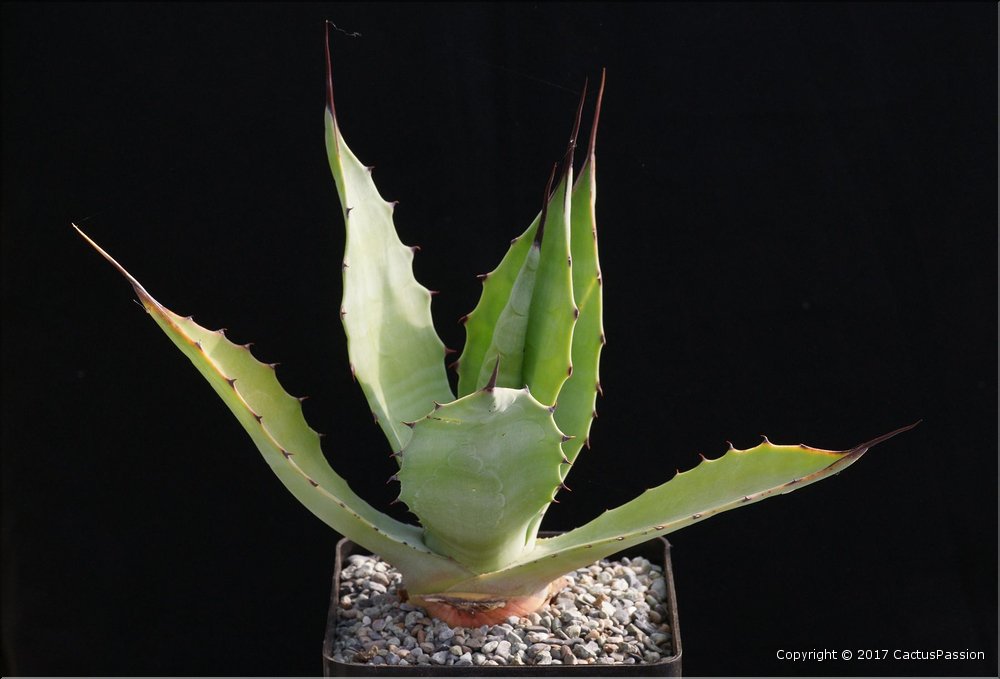 Agave applanata