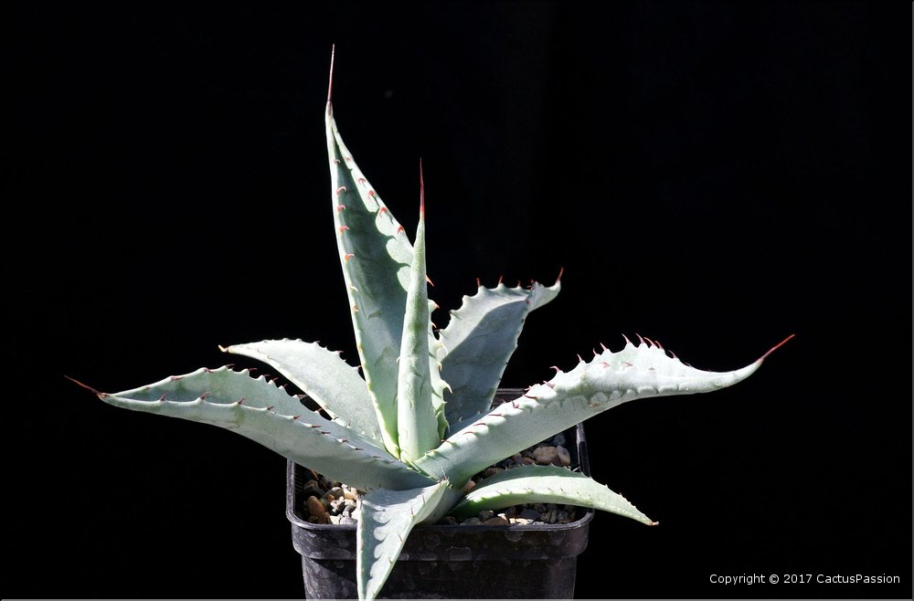 Agave asperrima