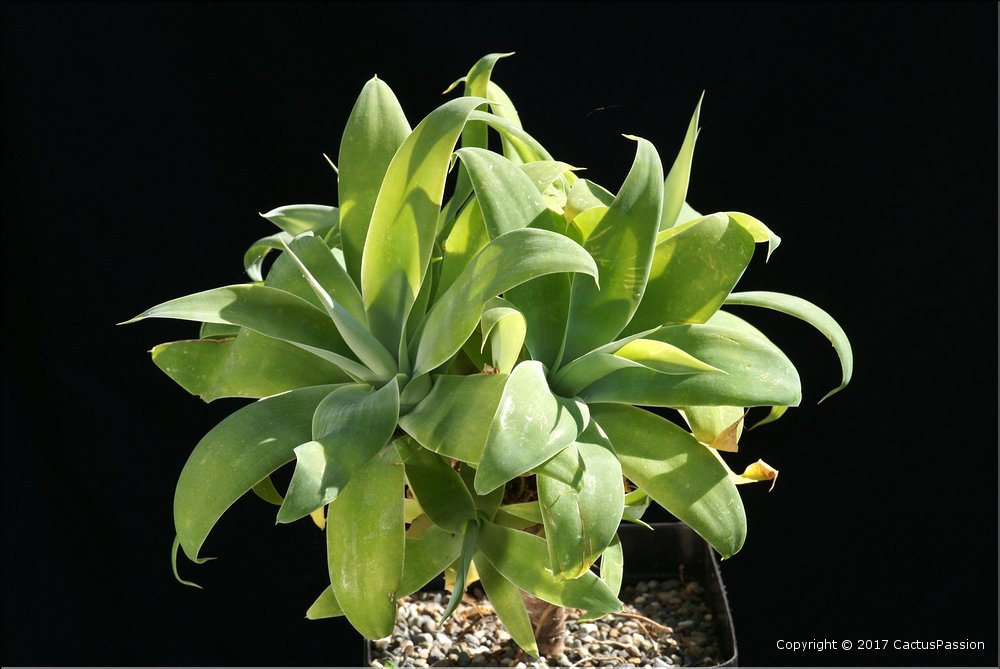 Agave attenuata