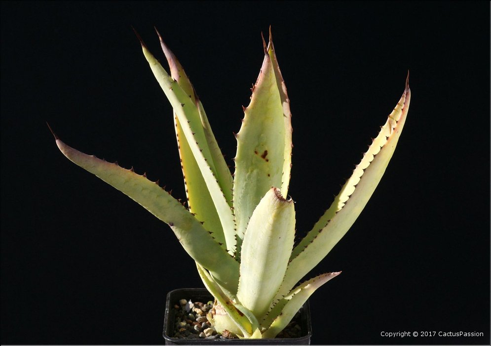 Agave aurea