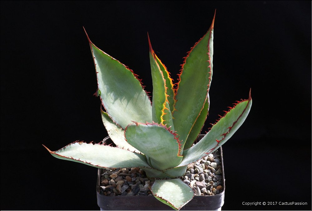 Agave bovicornuta