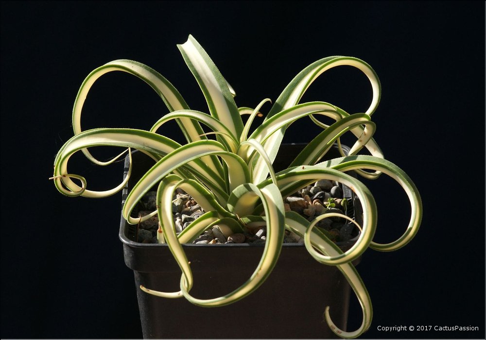 Agave bracteosa mediopicta