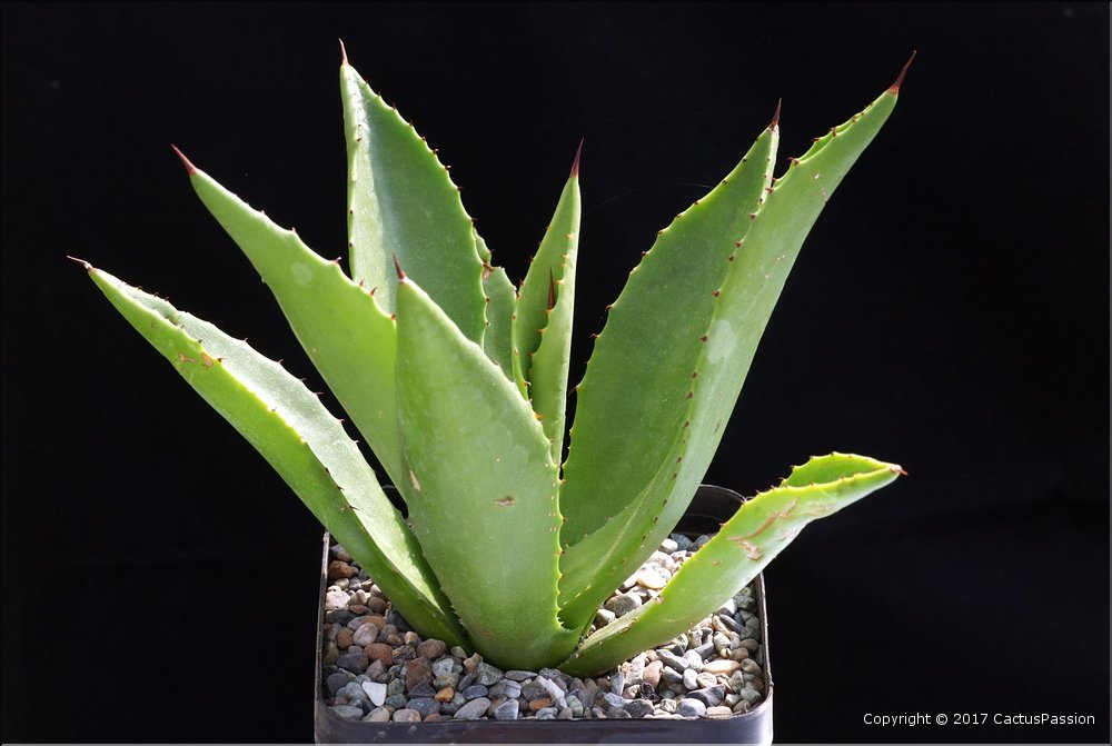 Agave brevispina