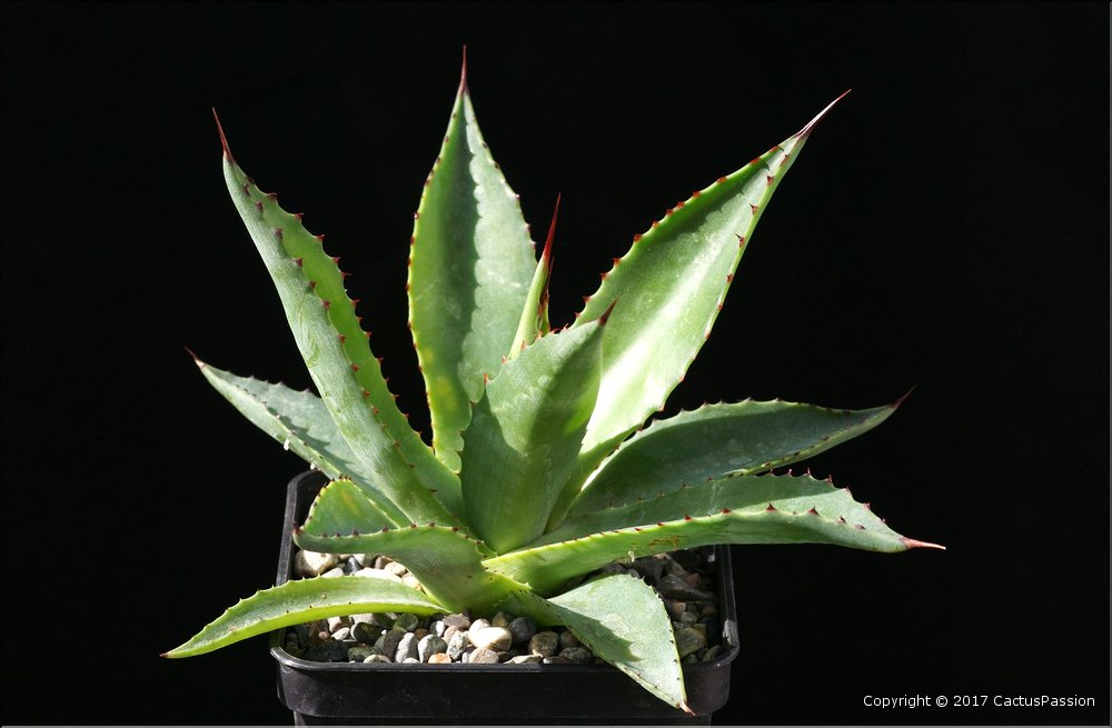 Agave chiapensis