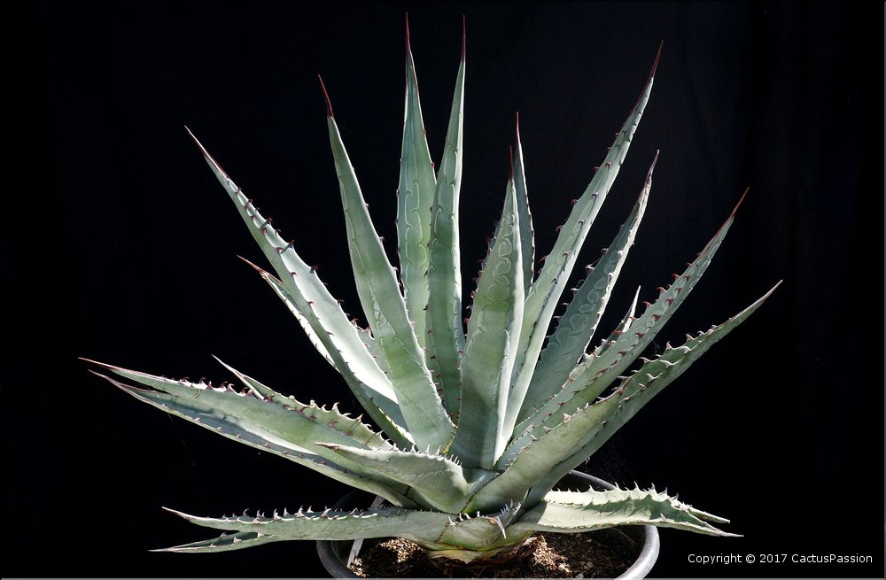 Agave chrysantha