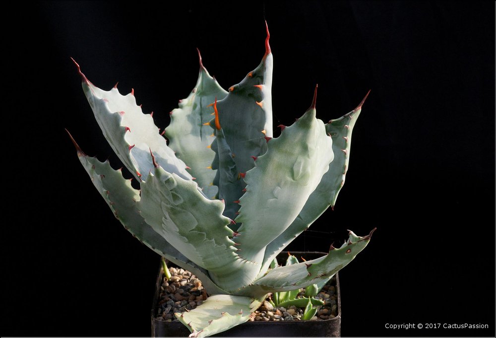 Agave colorata