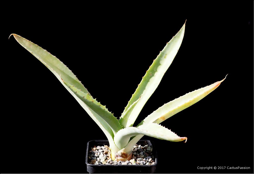 Agave datylio