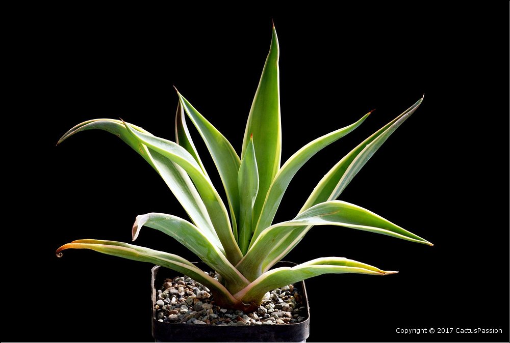 Agave desmetiana marginata