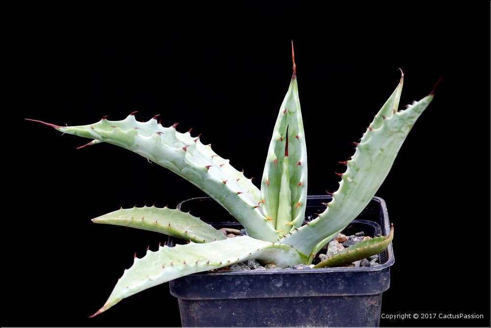 Agave durangensis
