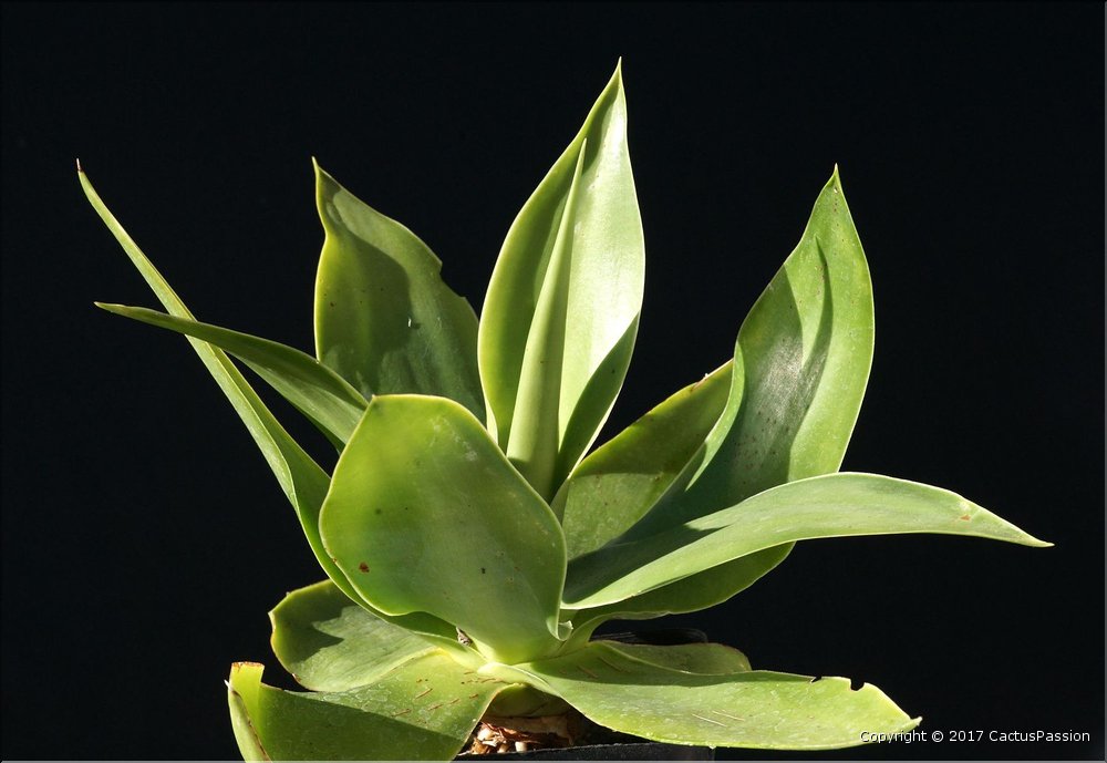 Agave ellemeetiana