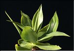 Agave ellemeetiana