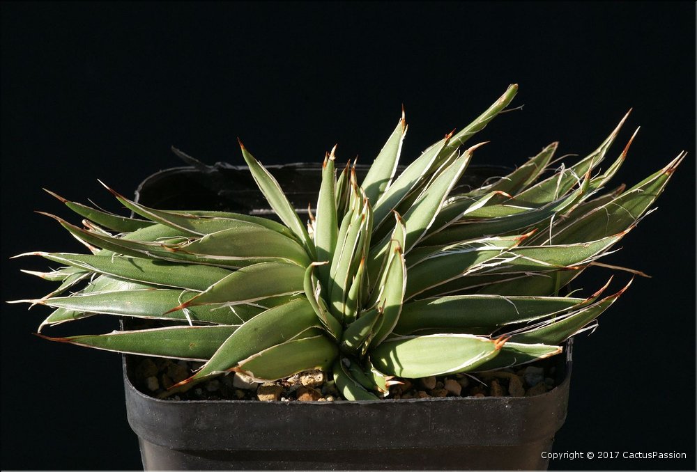Agave filifera cristata