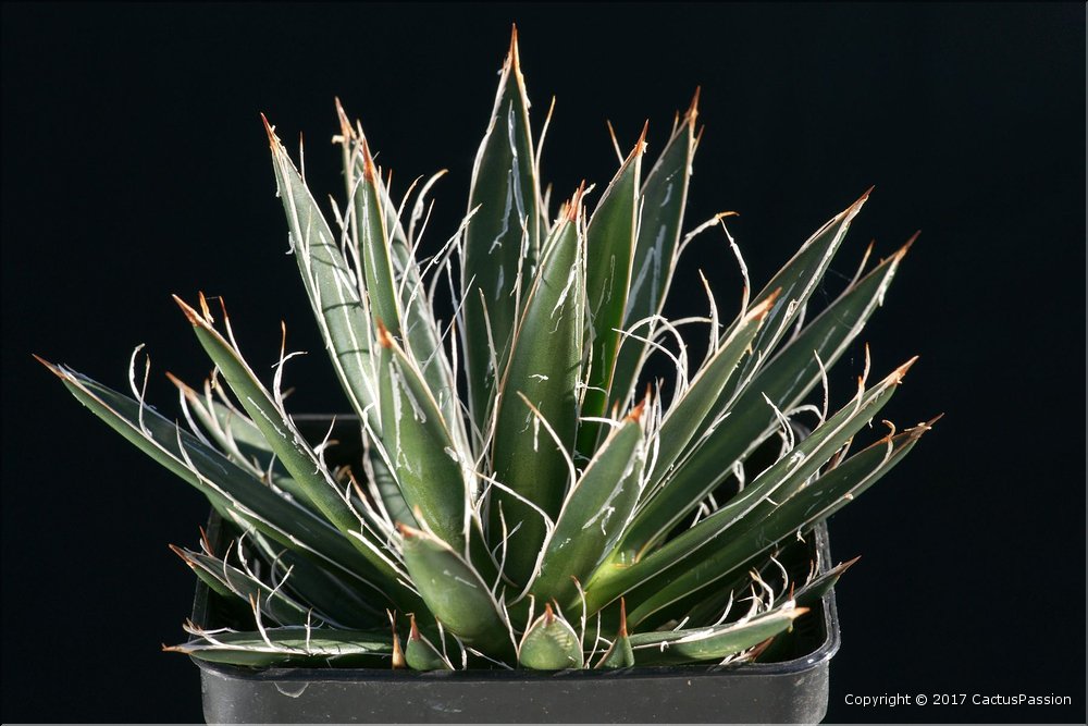 Agave filifera f. compacte